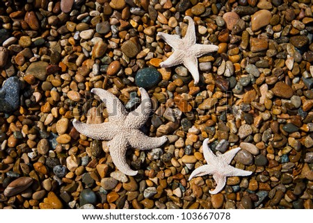dried sea stars on the background of the sea