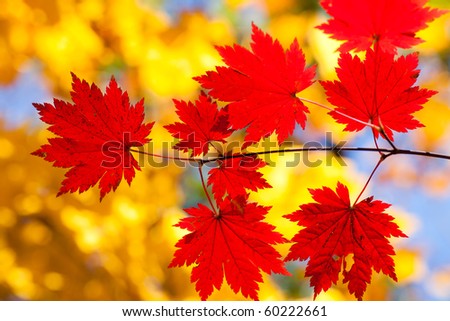 Autumn landscape. Bright colored maple leaves on the branches in the autumn forest.