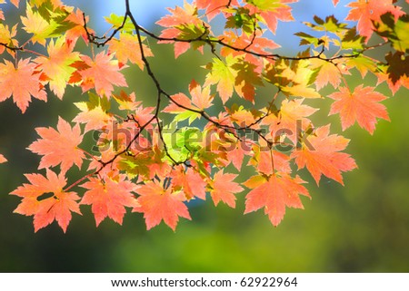 Autumn landscape. The beginning of autumn. Leaves of the trees in the forest is beautiful painted in bright colors.