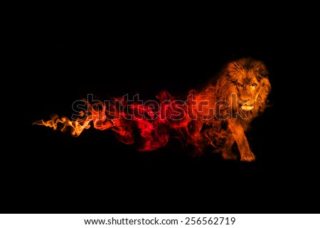 beautiful image of a great lion.. animal kingdom. . wildlife picture. great  tattoo.\
predator. amazing color effect. red and gold overlay in a dark background. lion king. african safari.