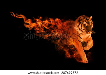 beautiful image of a amur tiger, animal kingdom, amazing tattoo, siberian tiger
