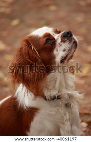 Young king charles spaniel looking up to his master