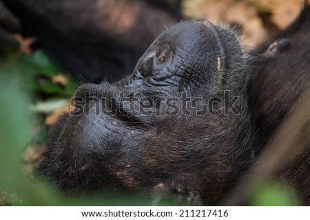 Eastern chimpanzee resting on forest floor