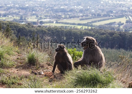 Male and female chacma baboon overlooking Cape Town, South Africa