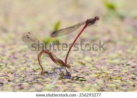 Large red damselfly male holds female by its head in tandem position during egg laying to guard her from rivals
