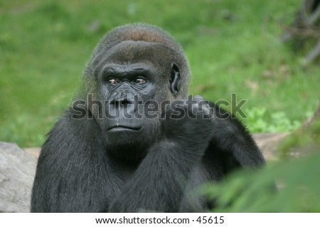 Gorilla looking angry
