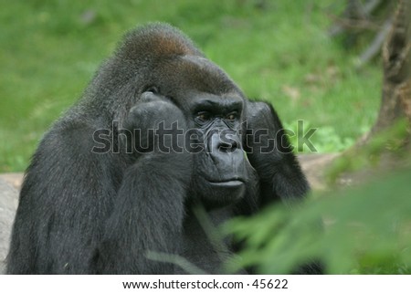 Disturbed gorilla shutting off the noise