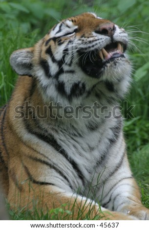 Tiger grin and display of teeth
