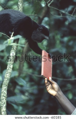 Monkey reaching for notebook