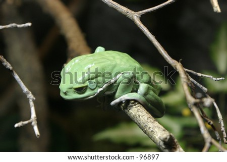 Monkey Frog in the Tree