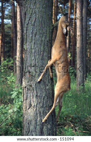 Hunted Roe Deer