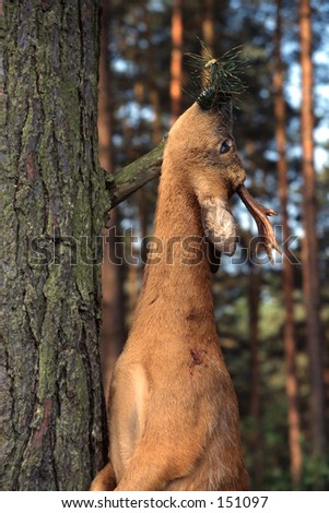 Hunted Roe Deer