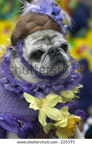 Dressed up pugs