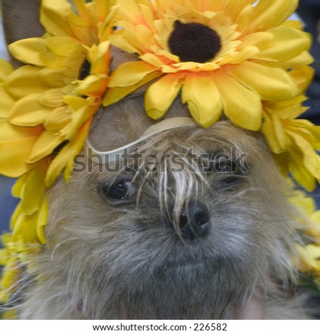 Cute dog with flower hat