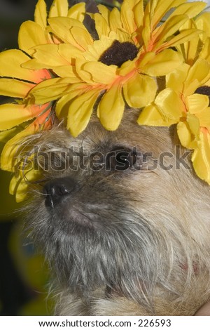 Dog with flower hat