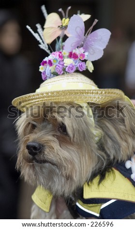 Dog with fancy hat