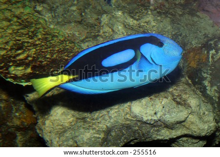 Blue Tang Surgeonfish