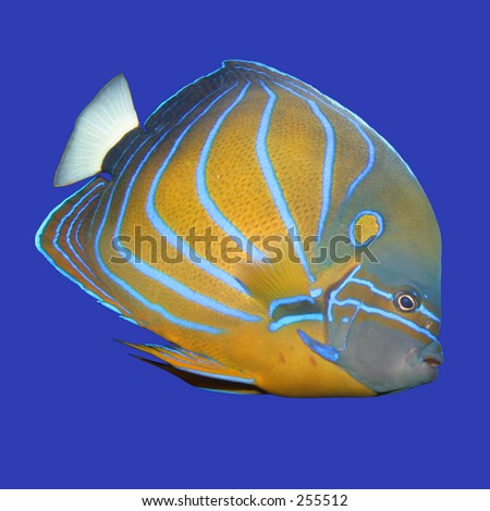 blue ringed angelfish