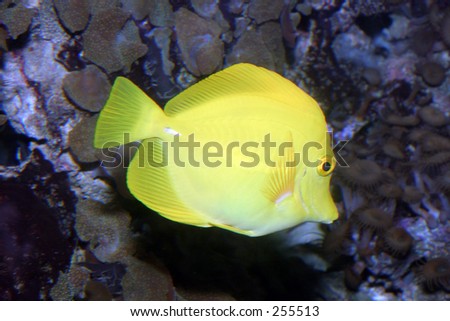 Yellow Tank Reef Fish