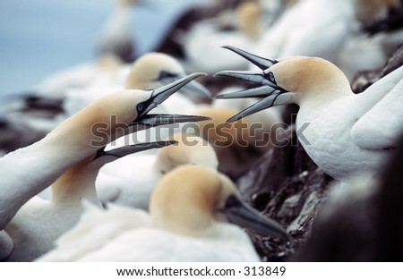 Two couples fighting for space in gannet seabird colony