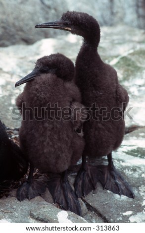Couple of ugly shag chicks standing together, with very fluffy feathers