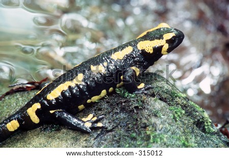 Fire salamander on perch at small forest stream in spring