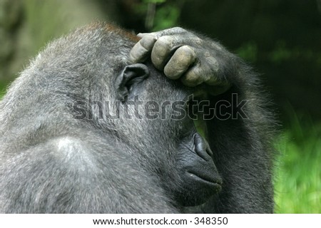 gorilla scratching its head thinking