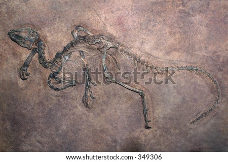excavated dinosaur fossil partially embedded in rock