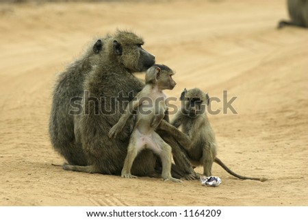 female yellow baboons and offspring