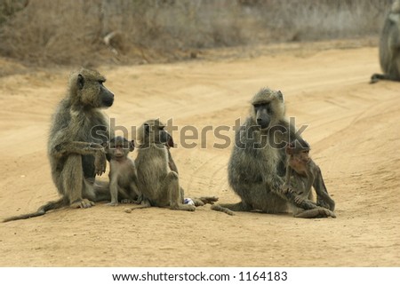 female yellow baboons and offspring