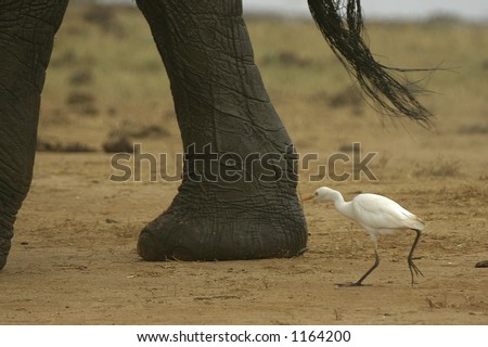 cattle egret picking on elephant foot