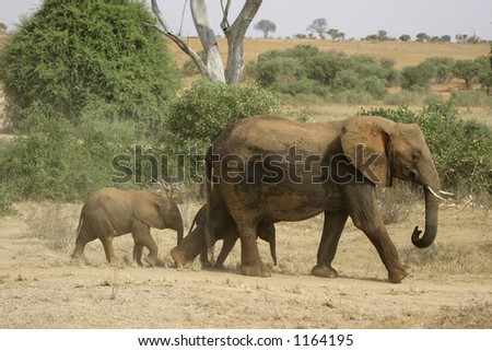 elephant mother and offspring