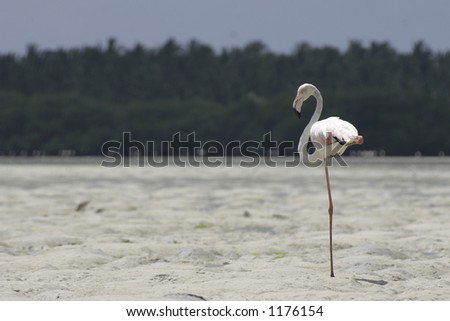 greater flamingo standing on one leg