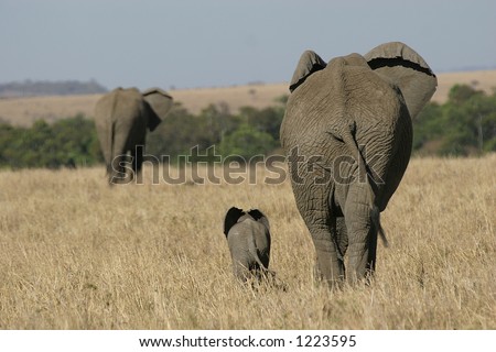 elephant mother and baby walking in grassland