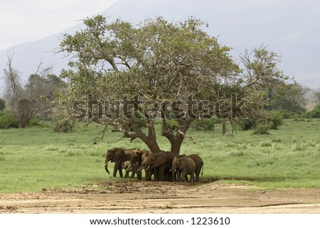 family of elephants standing under tree