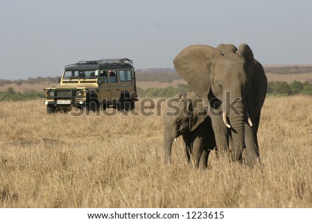 african elephants followed by safari vehicle