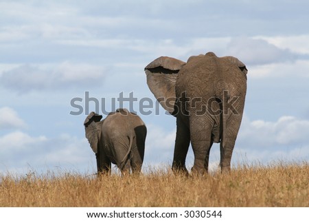 African elephant mother and calf in Masai Mara