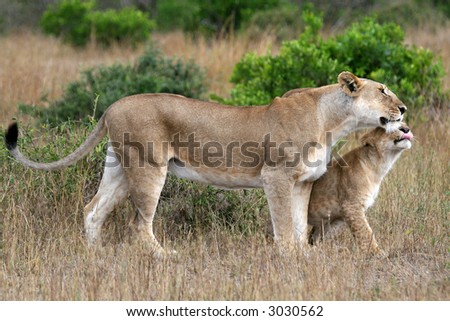 Lioness and cub greeting