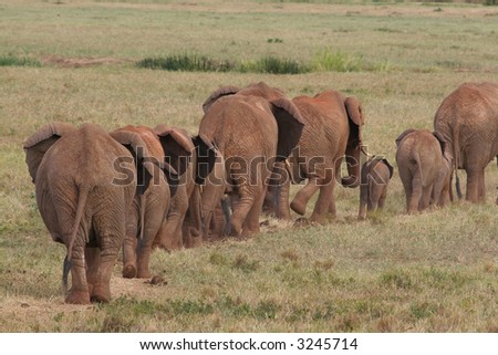 Herd of African Elephants walking in line