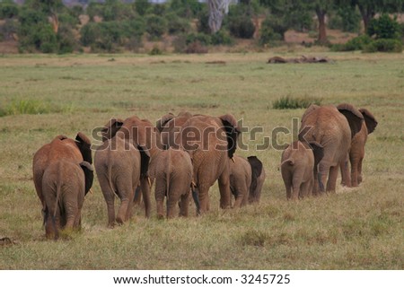 African Elephants walking in line through savanna
