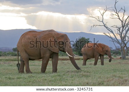 Two African elephants at dusk in natural habitat savanna, Tsavo National Park, Kenya