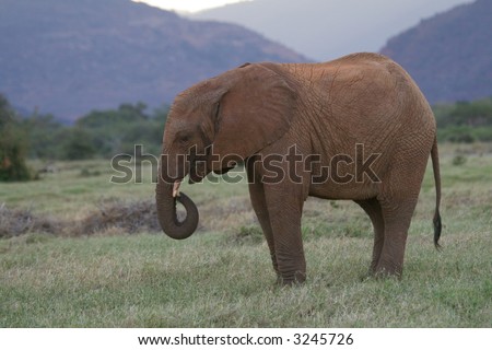 Young African elephant in natural habitat savanna, Tsavo National Park, Kenya