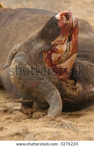 Close-up of buffalo skull with face eaten off by lions