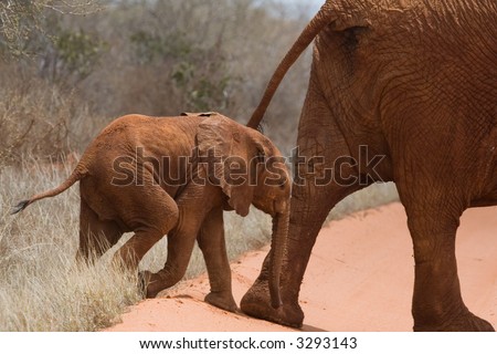 African elephant calf keeping up with mom, covered in red mud, Tsavo National Park, Kenya