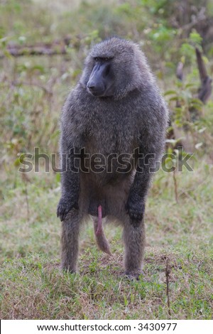  photo Adult male olive baboon standing upright displaying erect penis