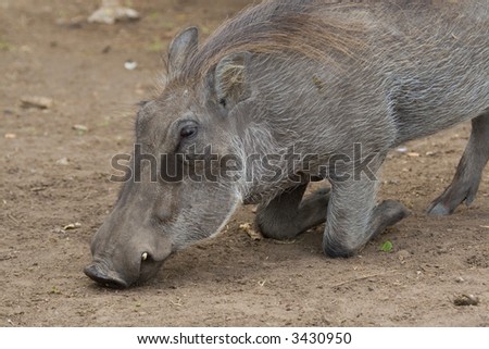 Warthog kneeling down to graze