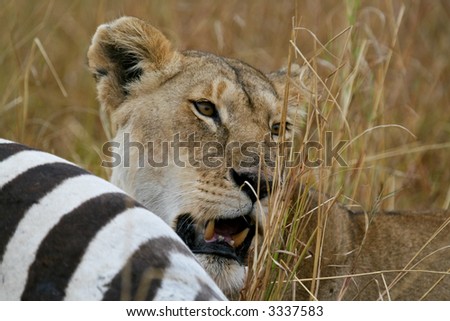 Lion looking up from behind zebra kill