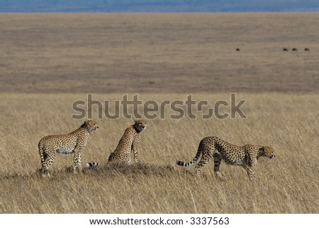 Cheetahs Ecosystem
