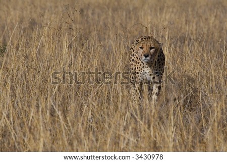 Cheetah stalking through open grassland in search of prey