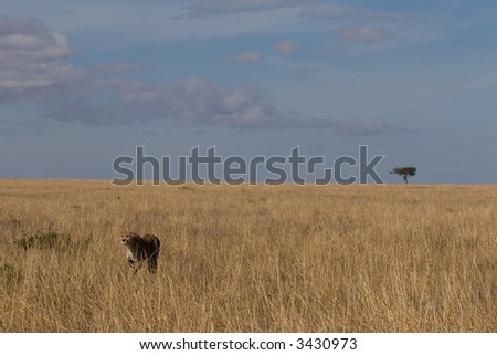 Single cheetah in natural habitat of wide open grassland, masai mara, kenya